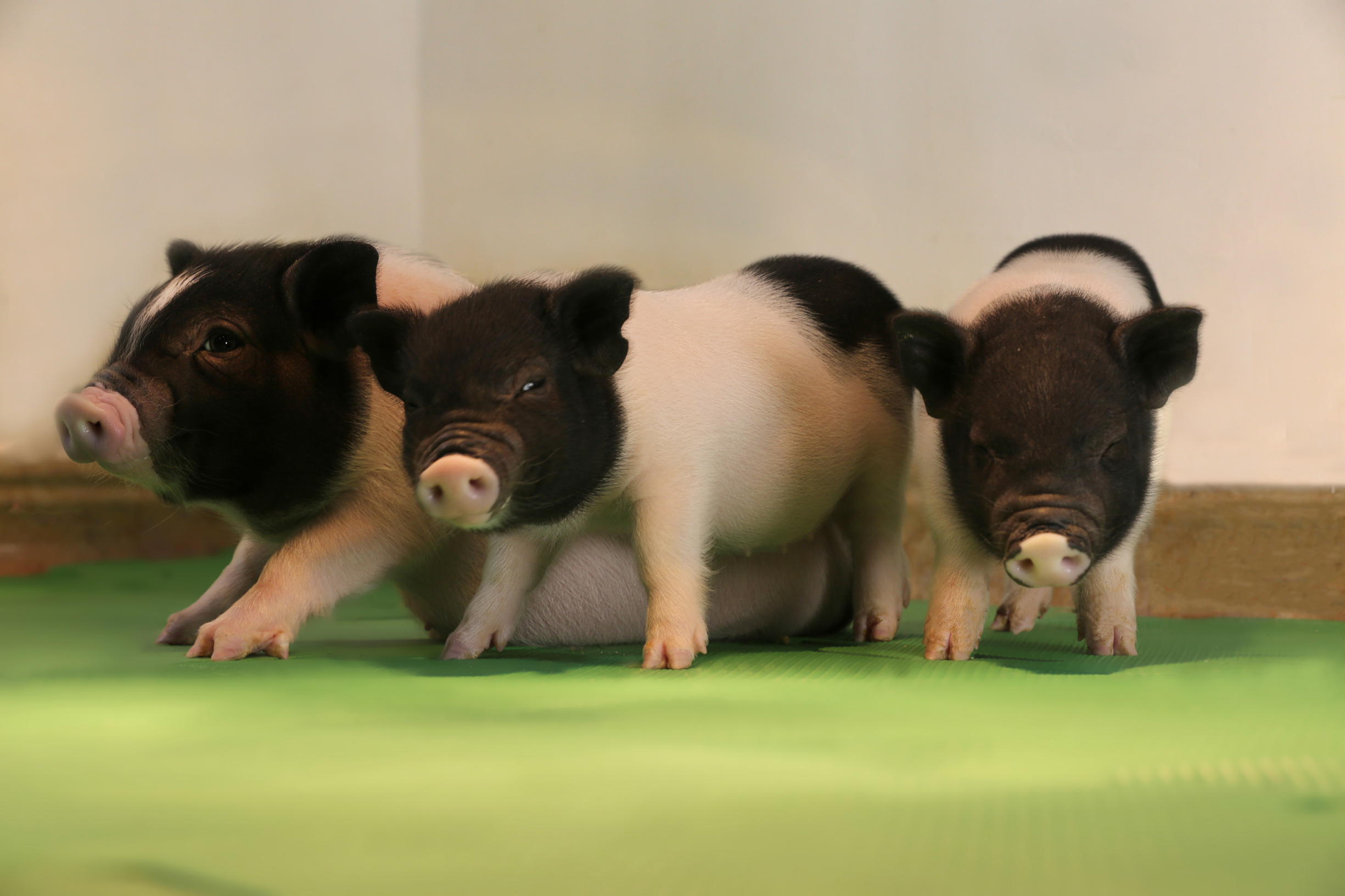 Tres crías de cerdo modificadas genéticamente con CRISPR