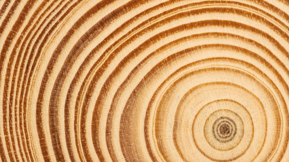 Vista aérea de una tronco de madera recién cortada que muestra densos anillos concéntricos de crecimiento